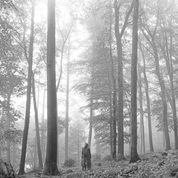 Album folklore