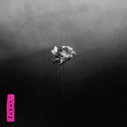 Album Lotus