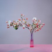 Album plum blossom (revisited)