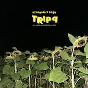 Album ​tripq