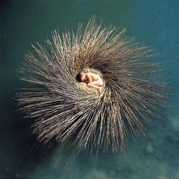 Album OVO de Peter Gabriel